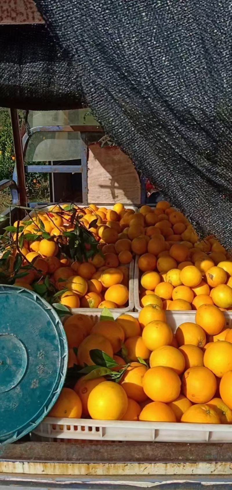 【一手货源】湖南纽荷尔脐橙大量现货批发电商团购