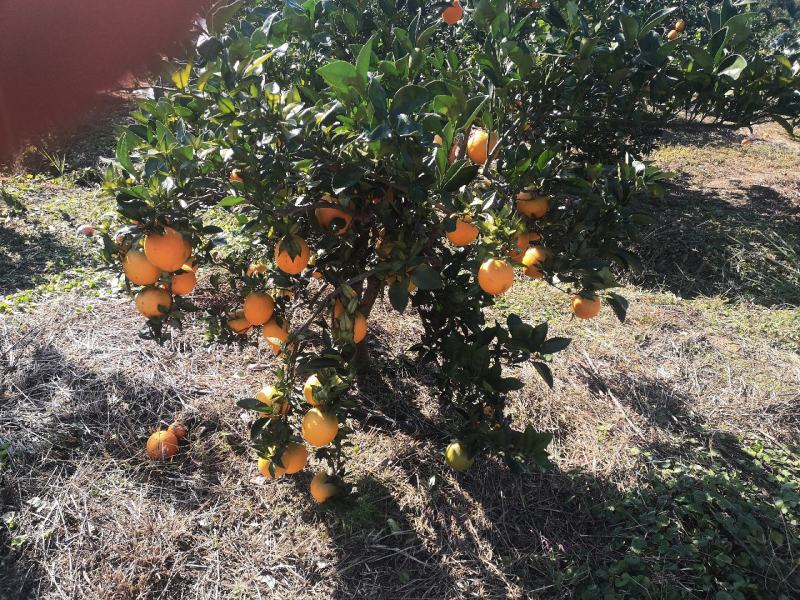 【一手货源】湖南纽荷尔脐橙大量现货批发电商团购