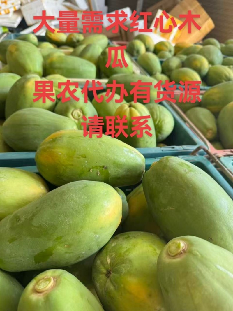 云南西双版纳牛奶红心木瓜