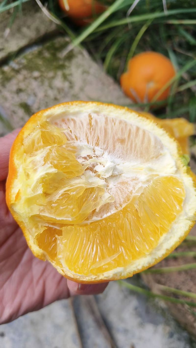 湖南纽荷尔脐橙