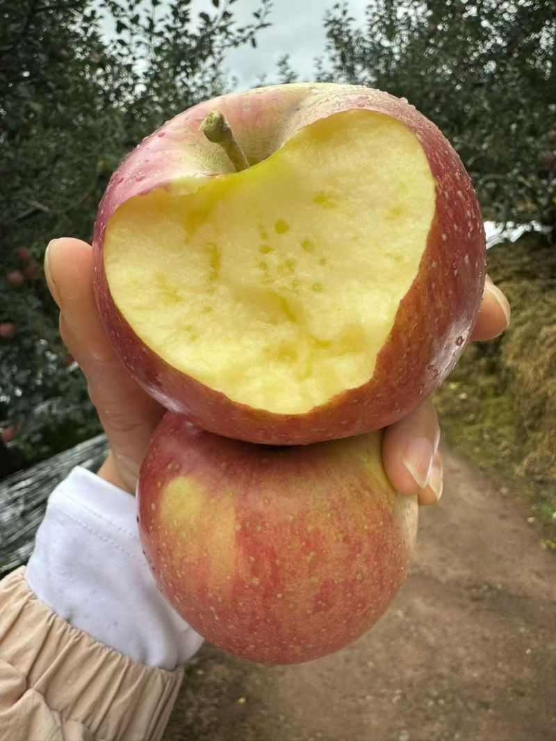 糖心苹果，量大从优，货源充足