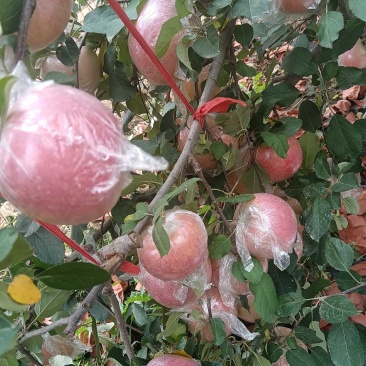 自家果园种地红富士苹果（烟富三），脆甜多汁，自然成熟