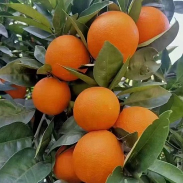 纽荷尔脐橙