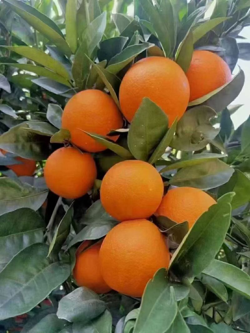 纽荷尔脐橙