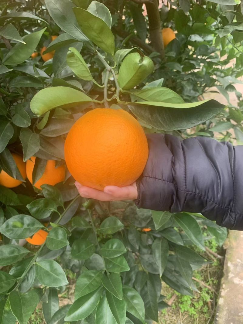 纽荷尔脐橙