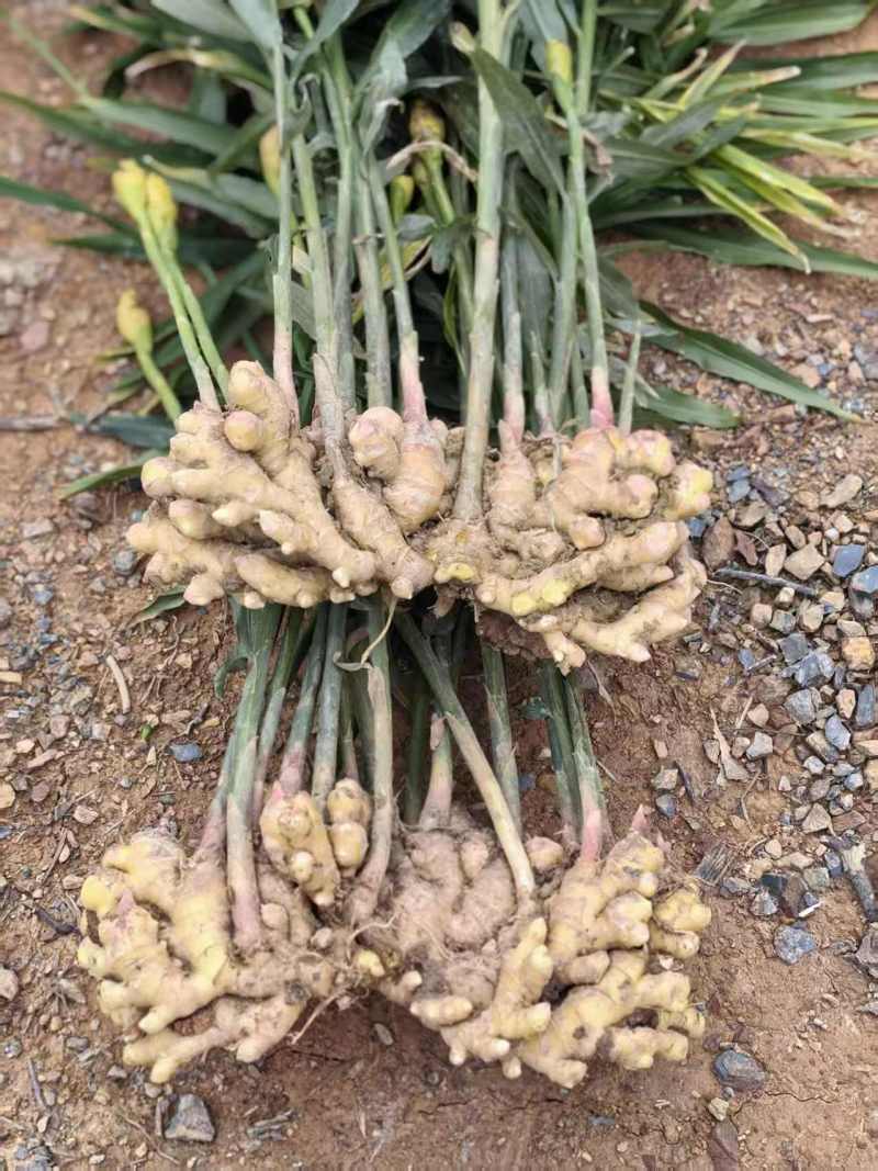 精品生姜每箱五斤，十斤，根据客户自定义装货
