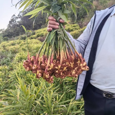 精品生姜每箱五斤，十斤，根据客户自定义装货