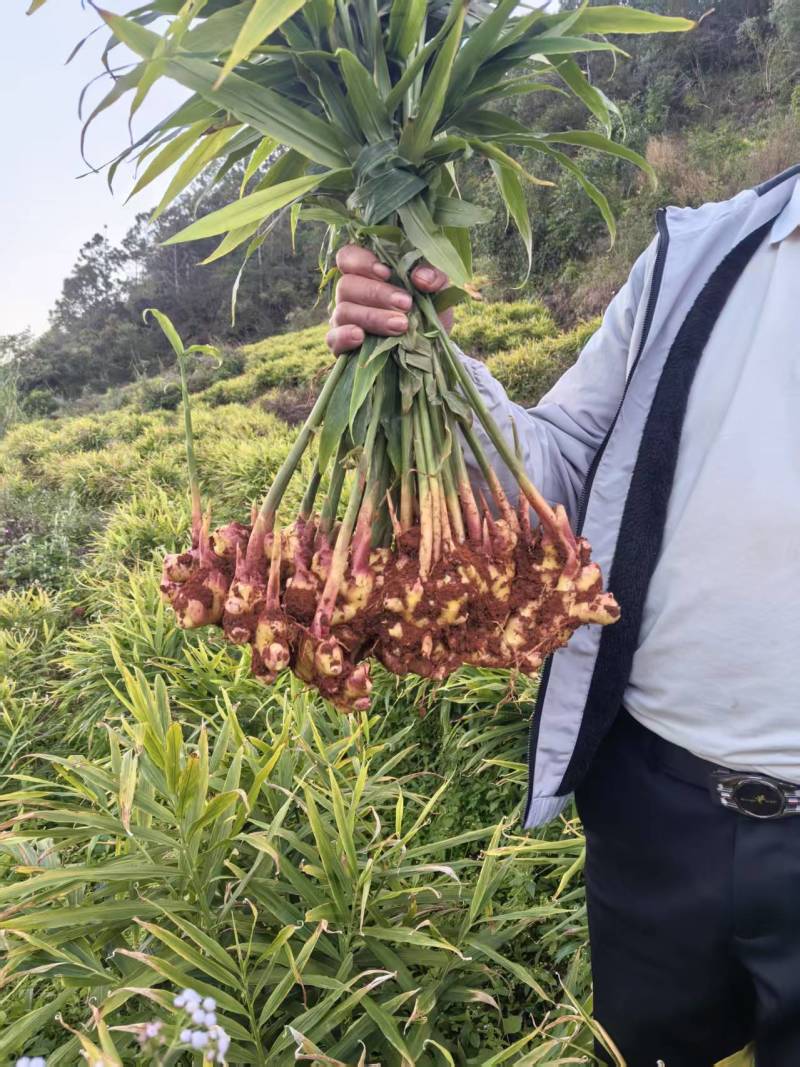 精品生姜每箱五斤，十斤，根据客户自定义装货