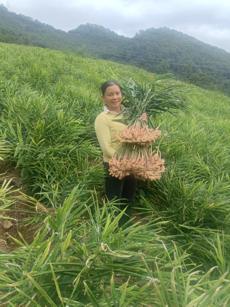 精品生姜每箱五斤，十斤，根据客户自定义装货
