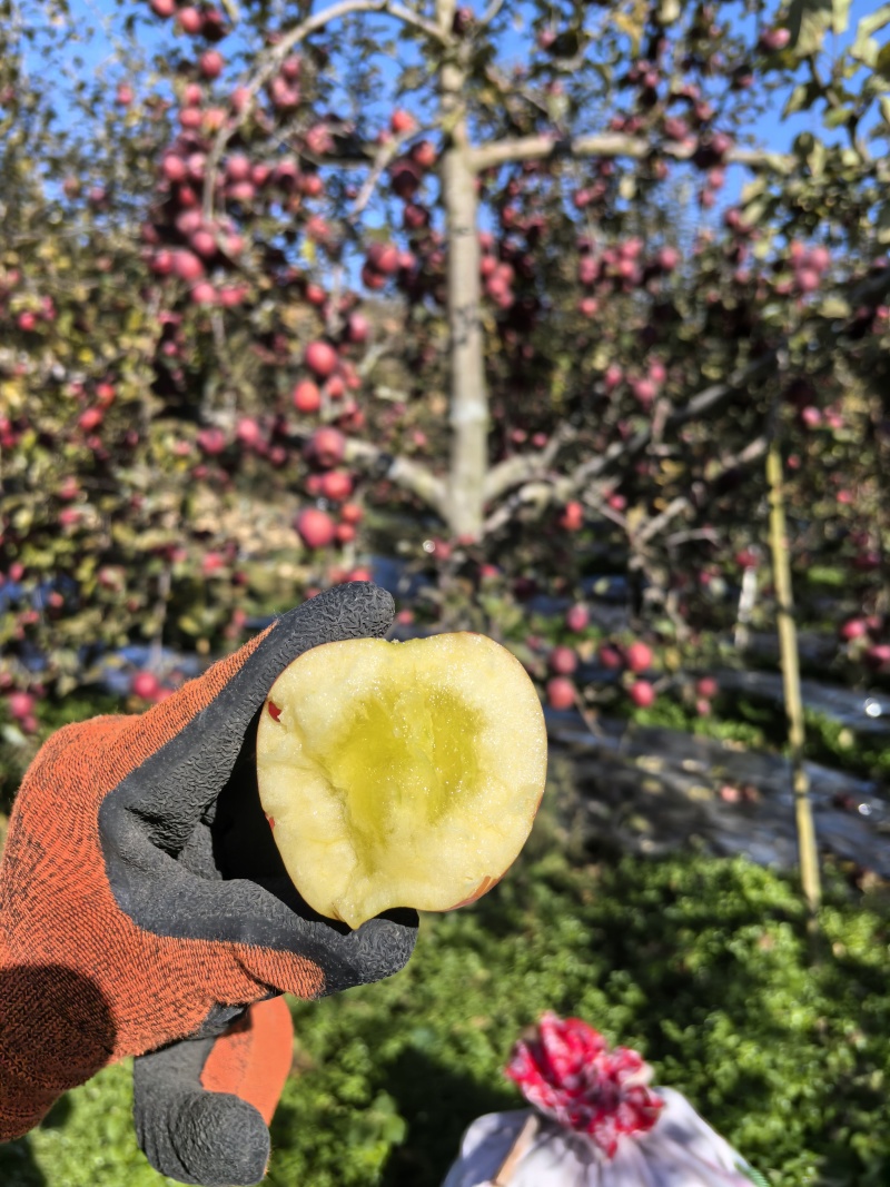 云南昭通糖心苹果（红富士）