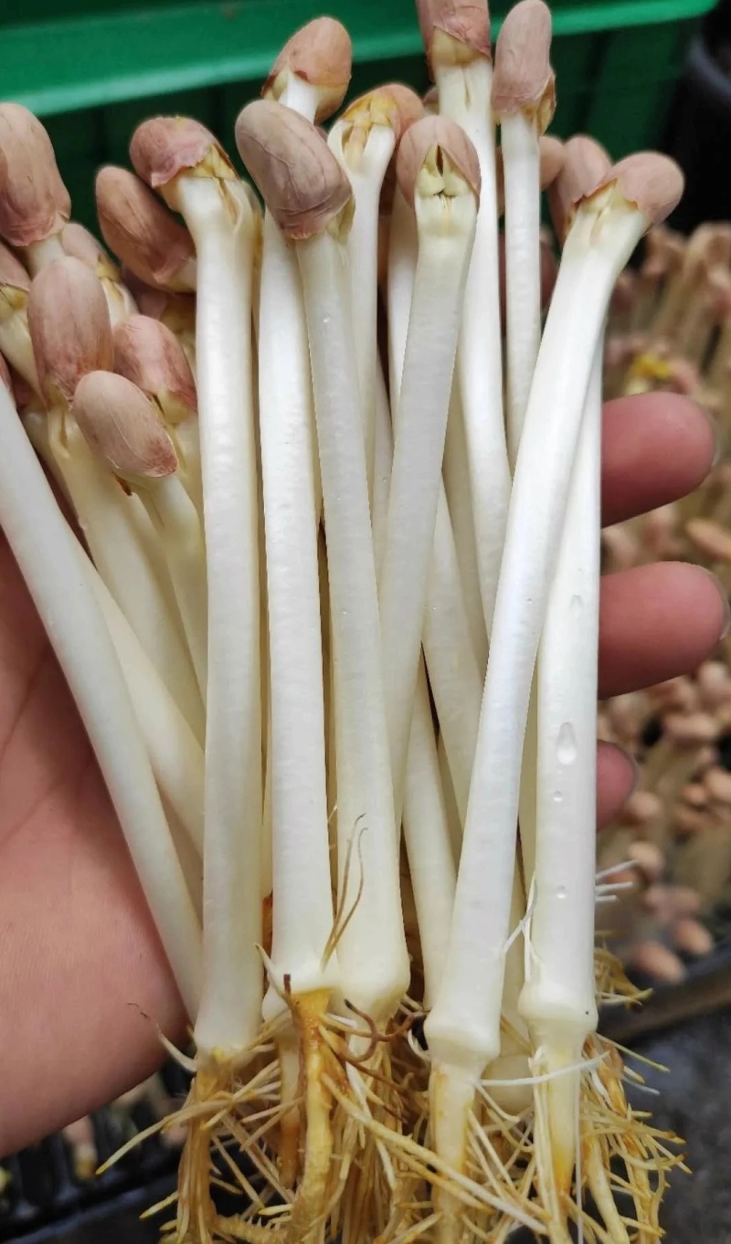 花生芽苗菜