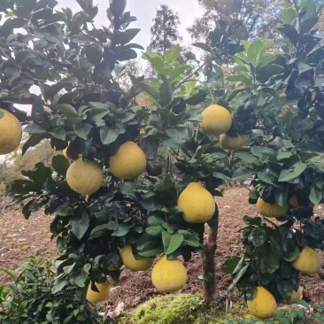巴东县白柚