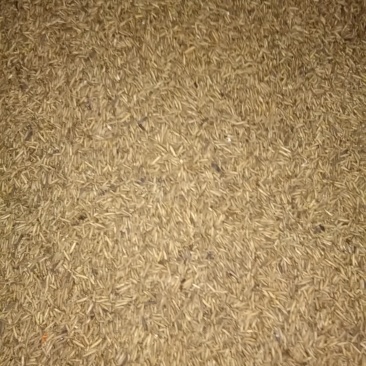 黑水虻微波烘干虫