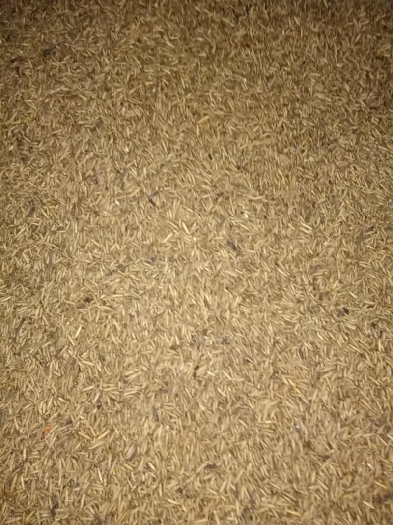 黑水虻微波烘干虫