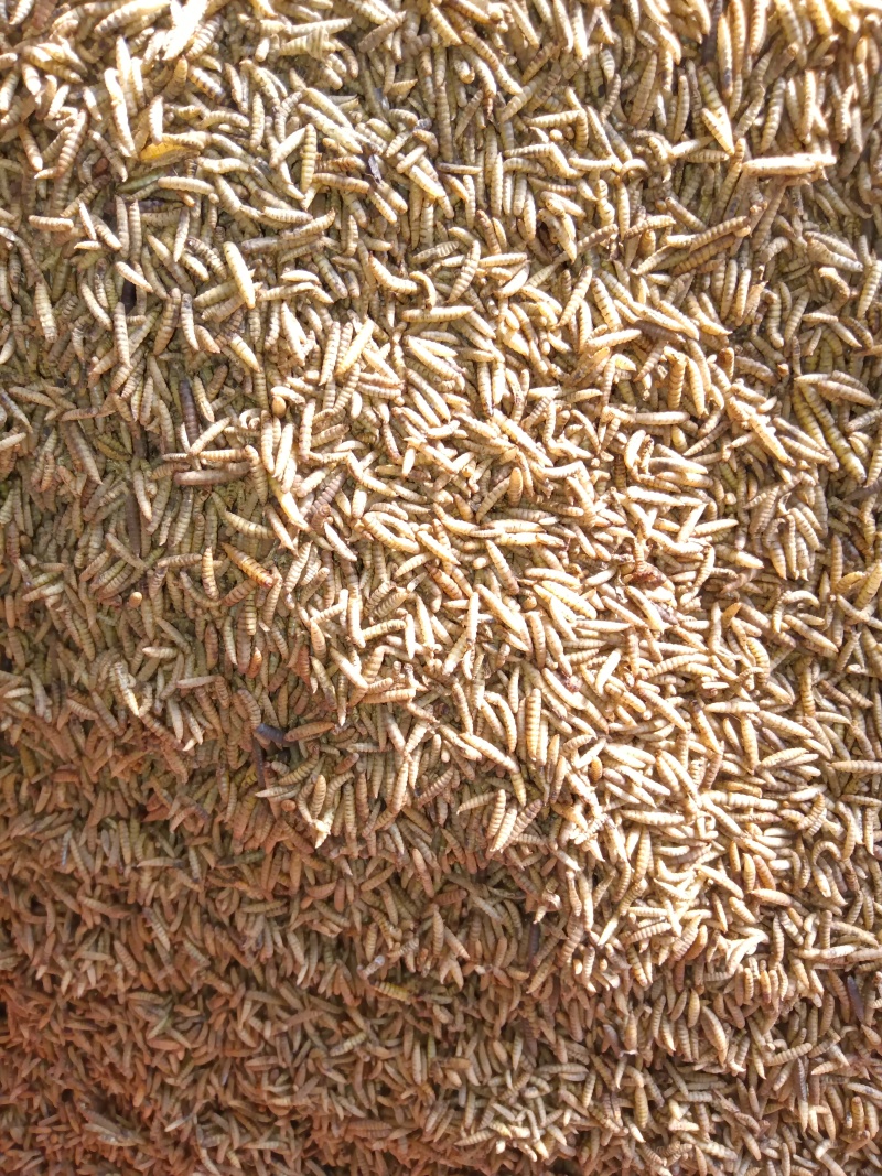 黑水虻微波烘干虫