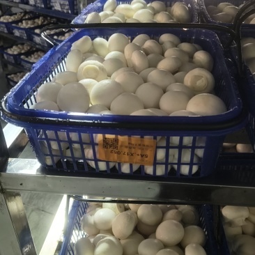 口蘑