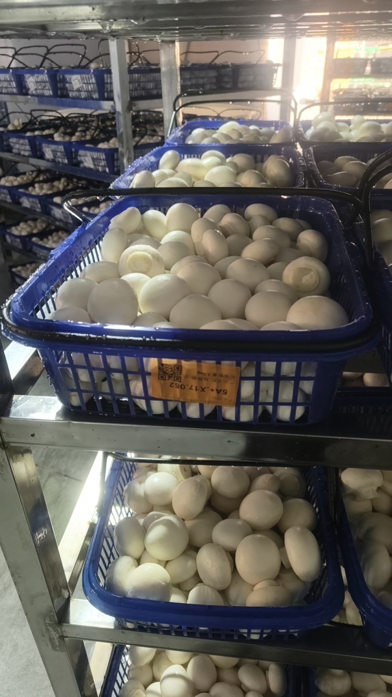 口蘑