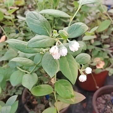电商蓝莓苗一件代发带花带果