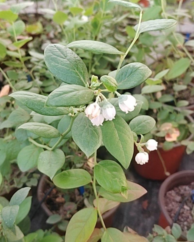 电商蓝莓苗一件代发带花带果