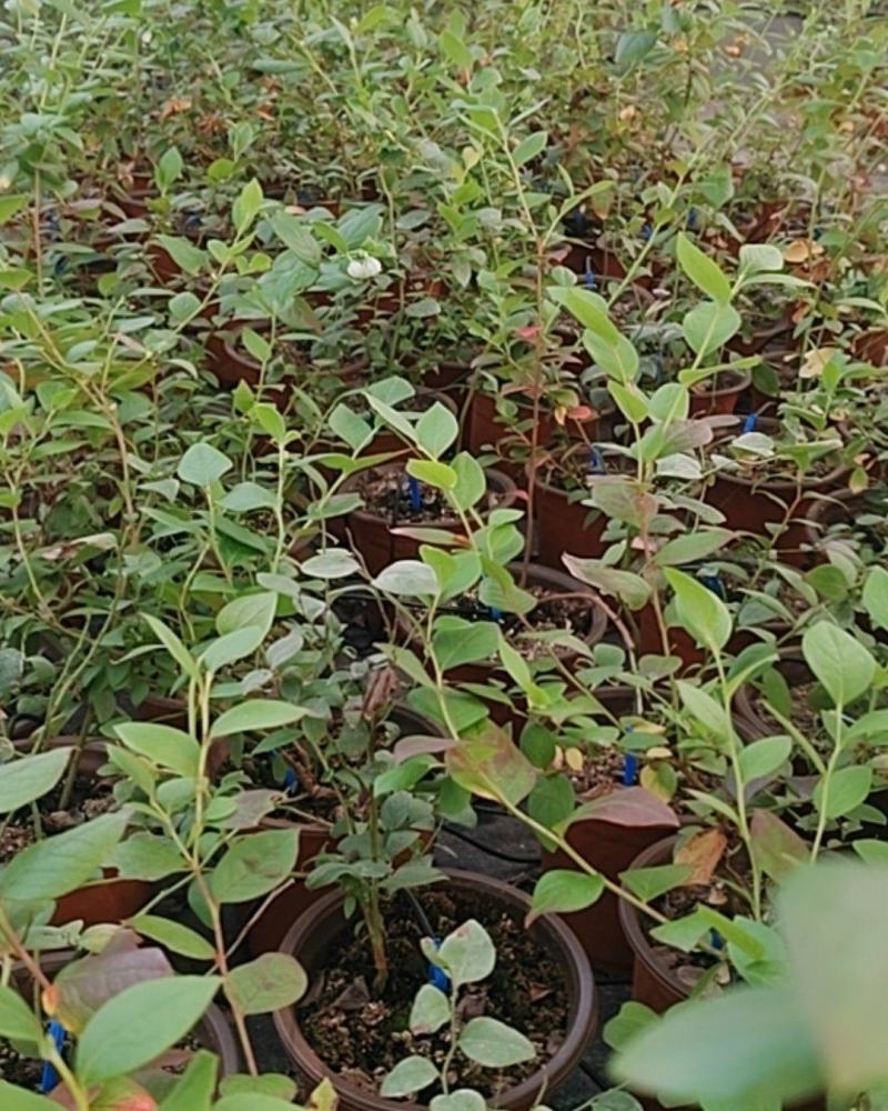 电商蓝莓苗一件代发带花带果