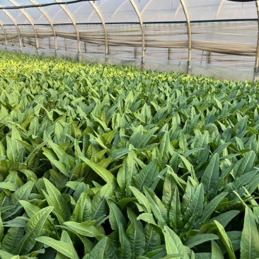 云南精品油麦菜