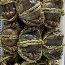 当涂螃蟹