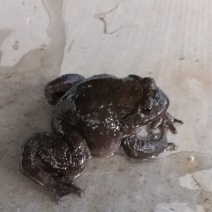 石蛙