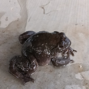 石蛙