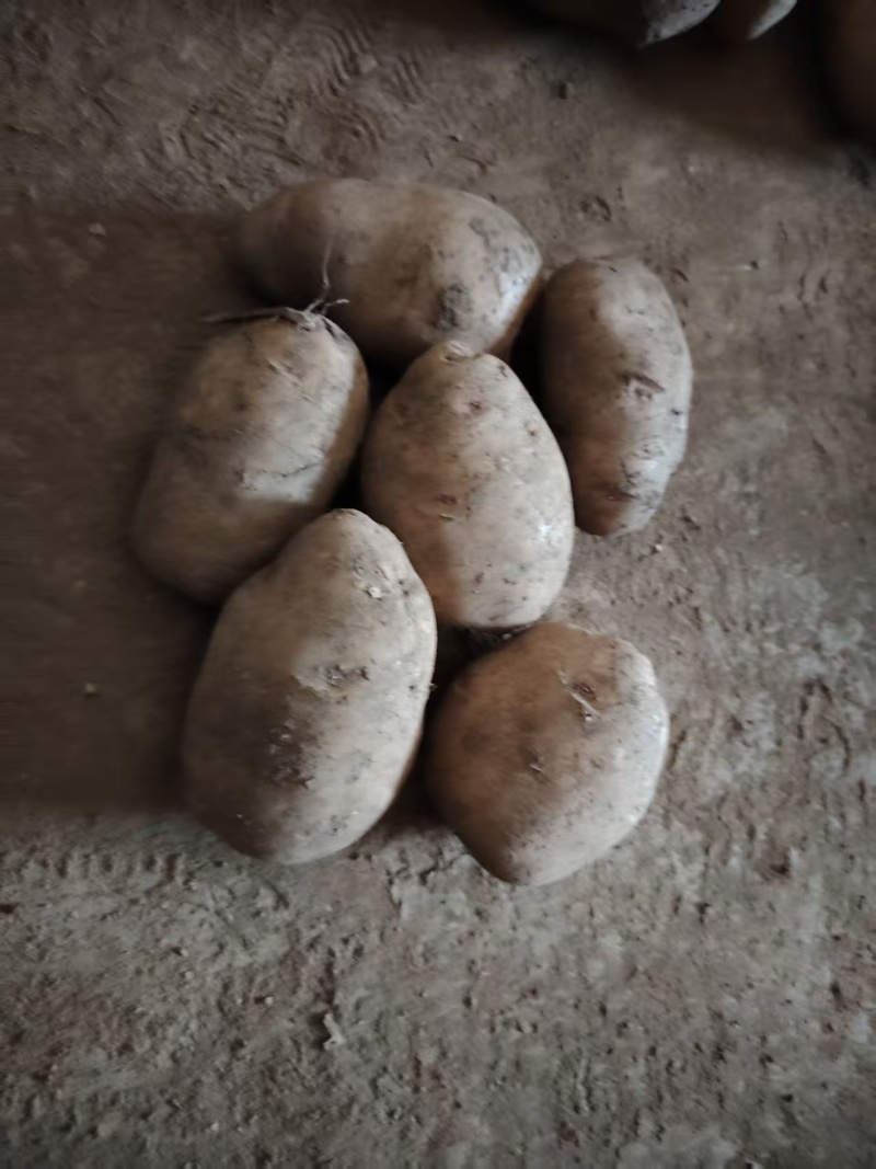 老黄心土豆