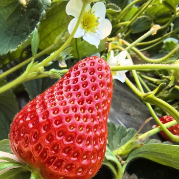 中牟草莓