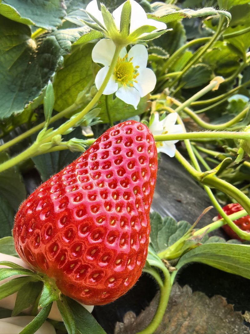 中牟草莓