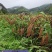 贵州黔东南红缨子高粱200吨，不是中间商，个人种植户