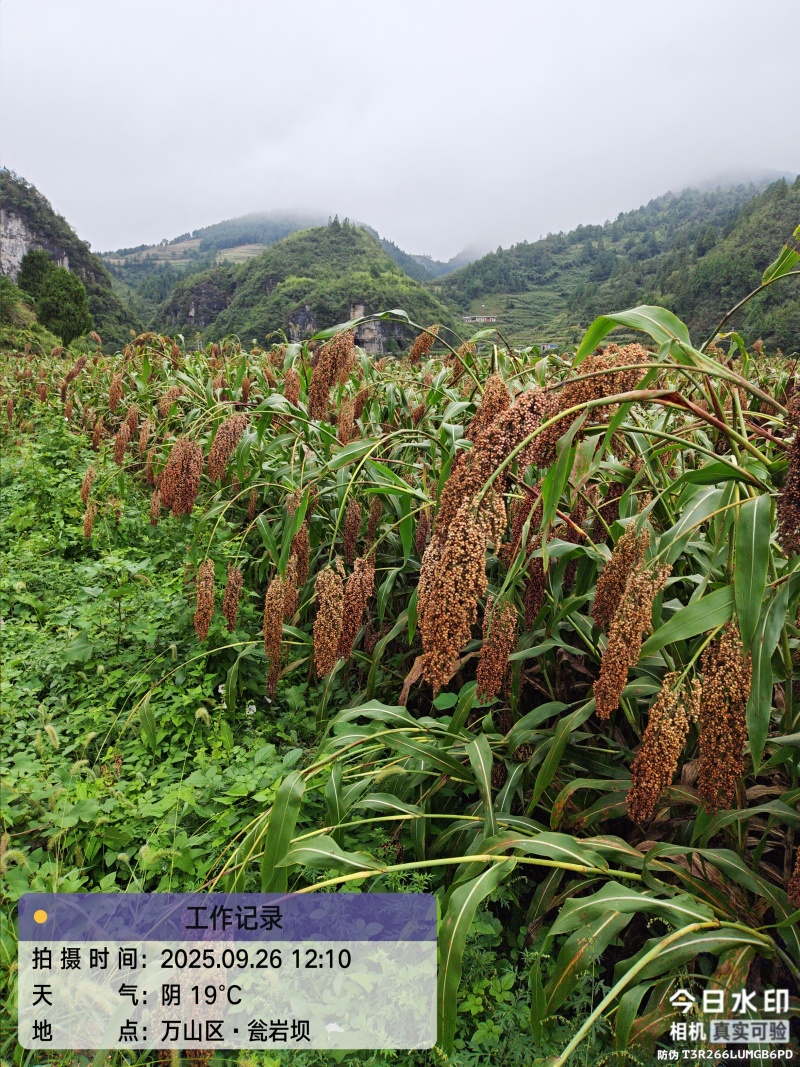 贵州黔东南红缨子高粱200吨，不是中间商，个人种植户