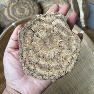 秦岭野生葛根片干火