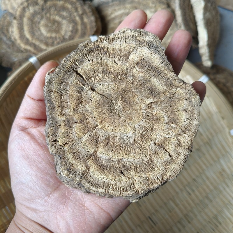 秦岭野生葛根片干火