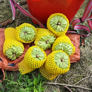 台湾释迦果