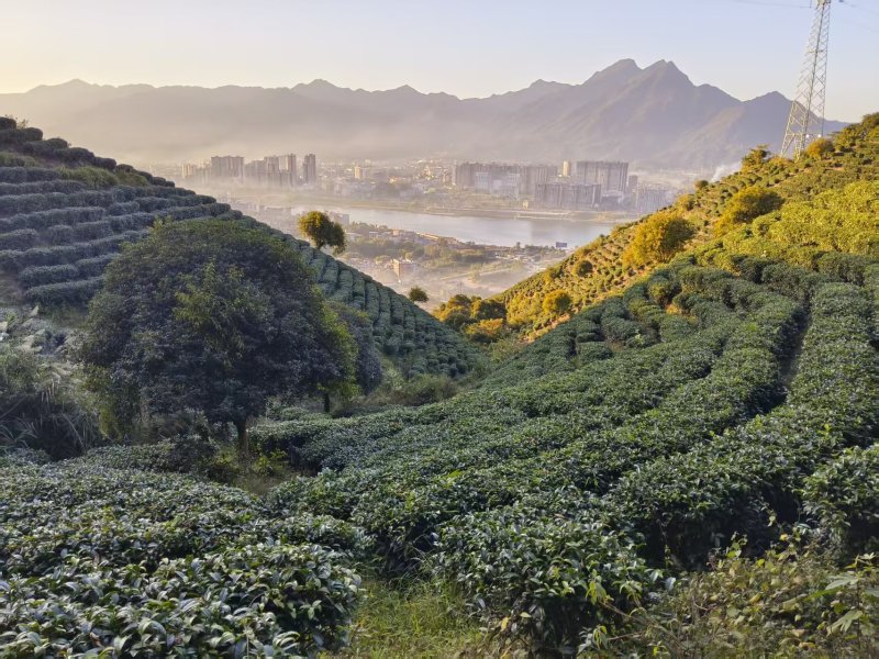 广西梧州六堡茶千亩茶园按客户要求精制六堡茶