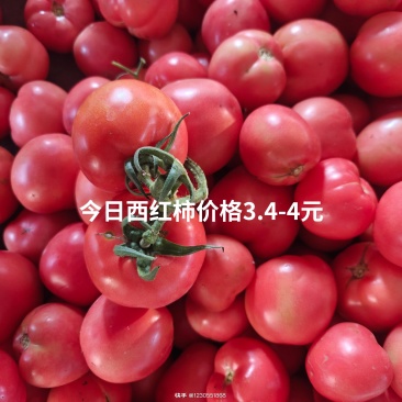硬粉西红柿