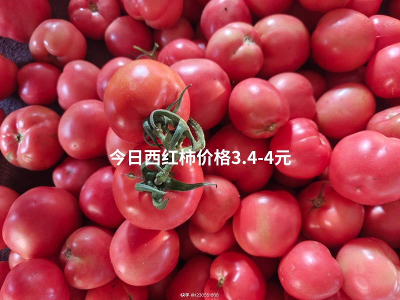硬粉西红柿