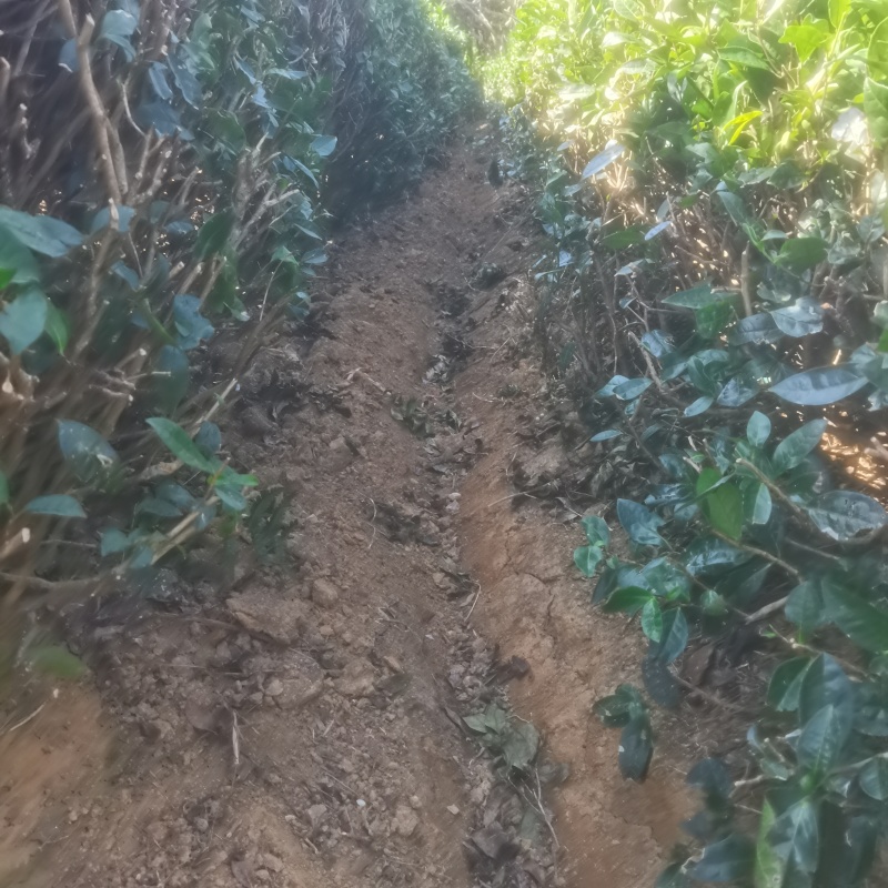 广西梧州六堡茶千亩茶园按客户要求精制六堡茶