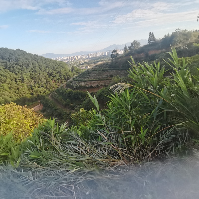 广西梧州六堡茶千亩茶园按客户要求精制六堡茶