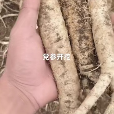 贵州鲜党生