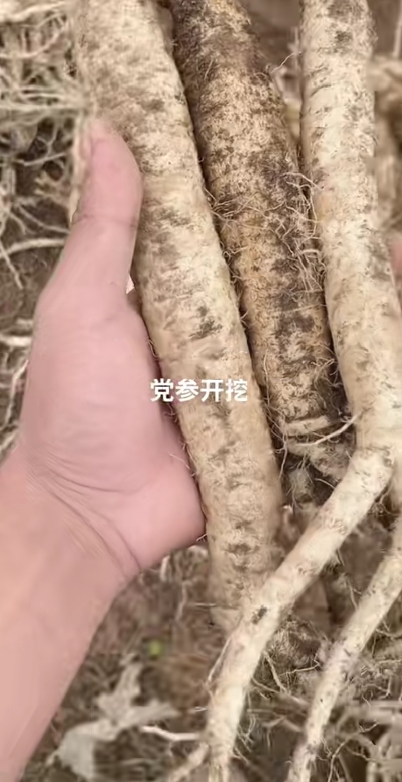 贵州鲜党生