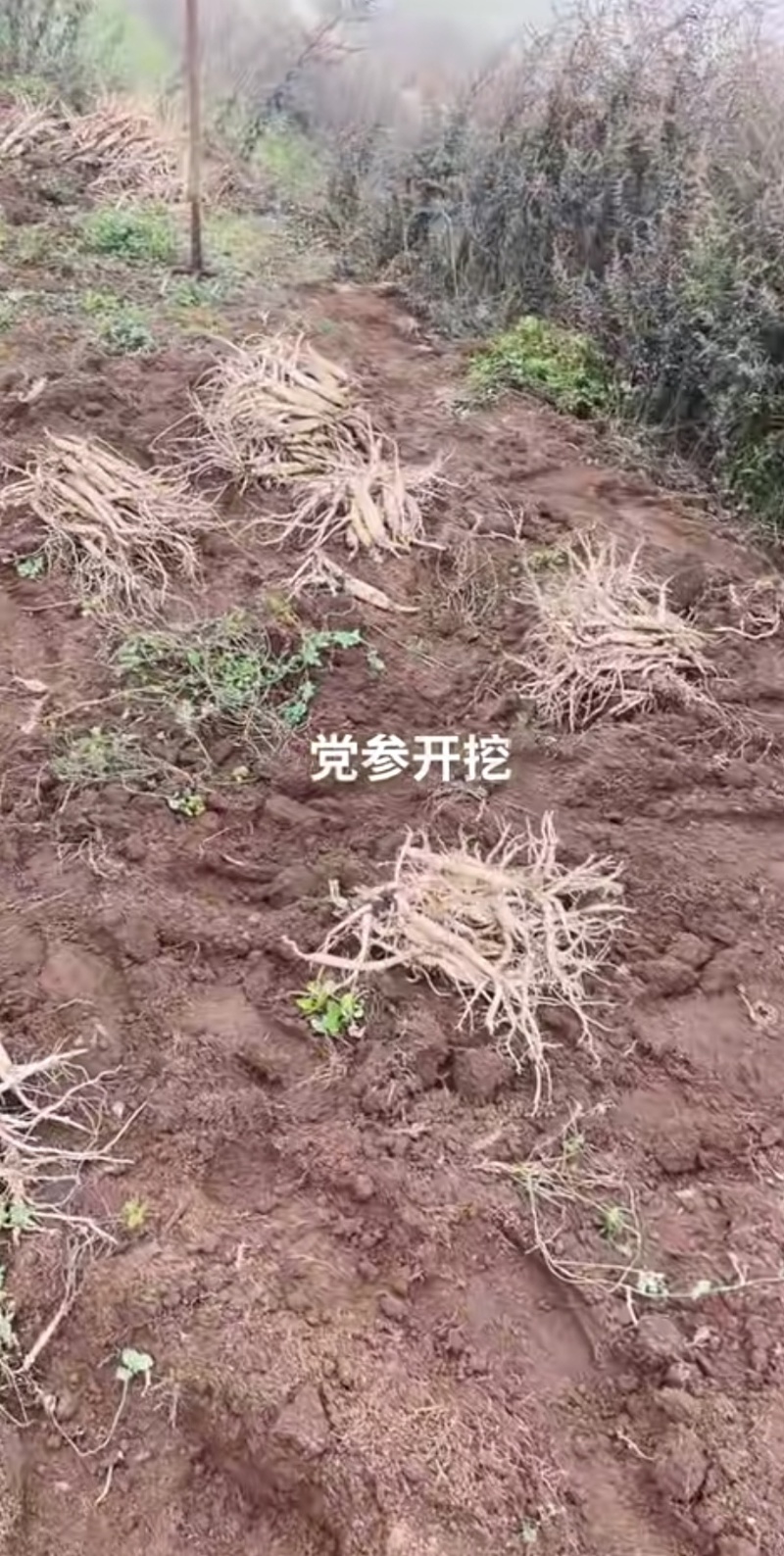 贵州鲜党生