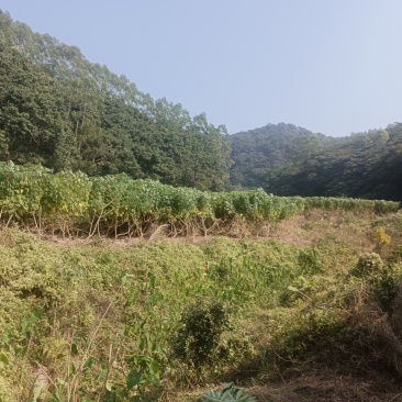 黄心木薯20亩