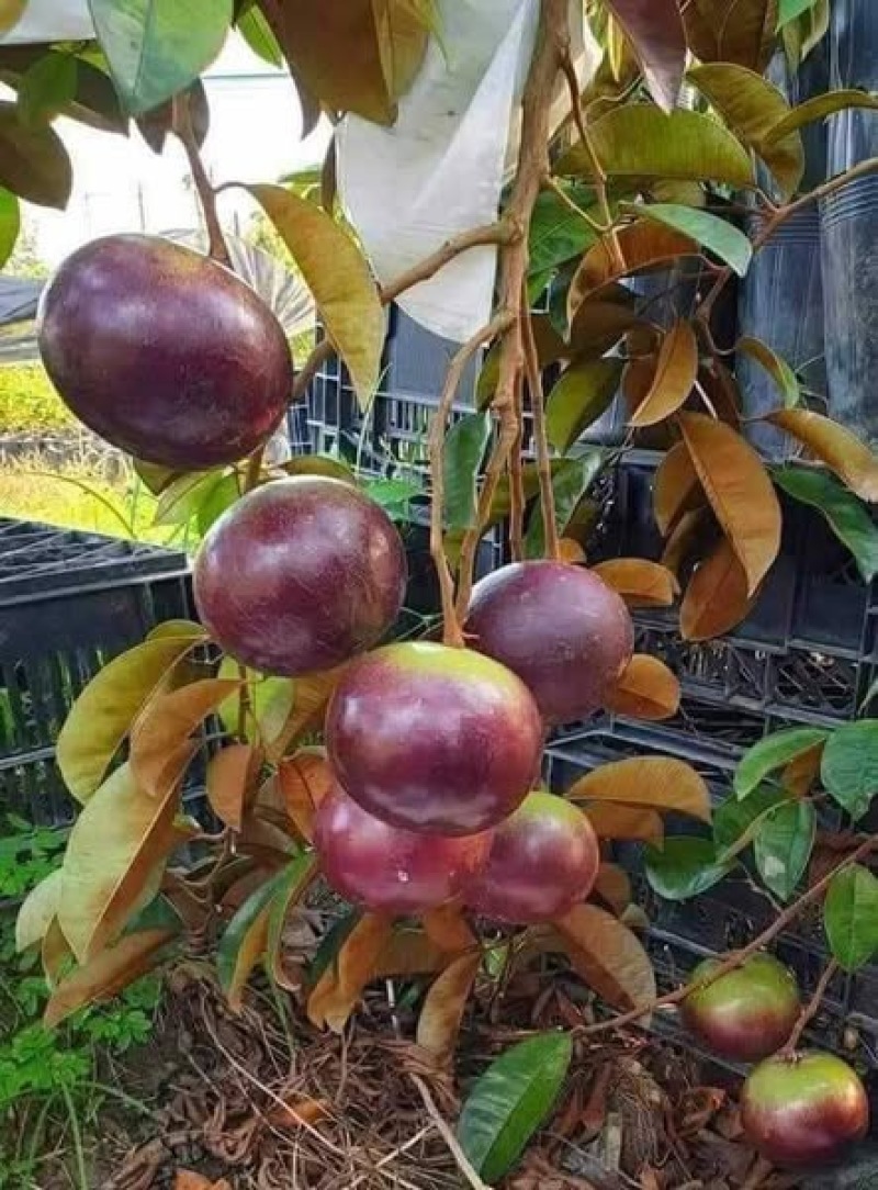 牛奶果