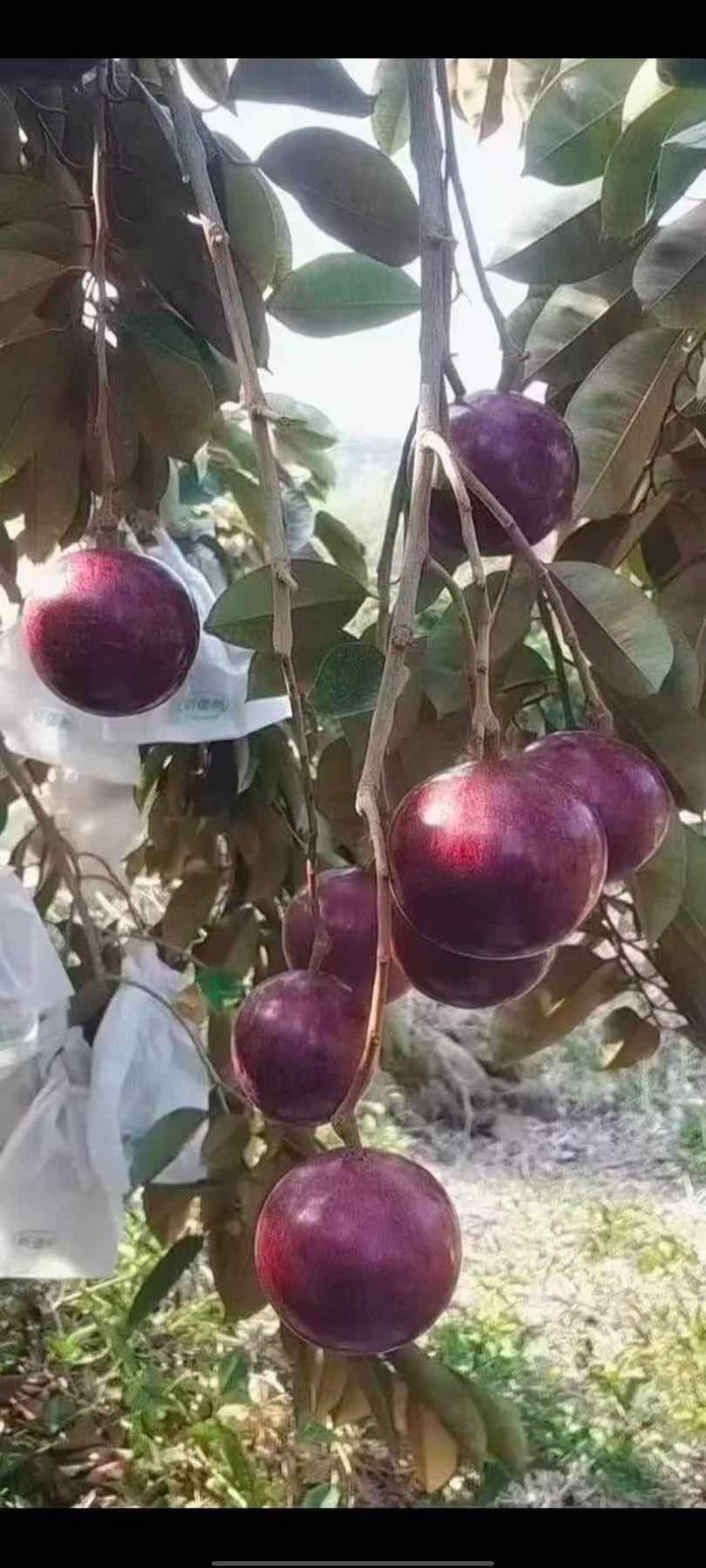 牛奶果