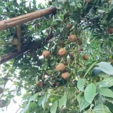 山茶油
