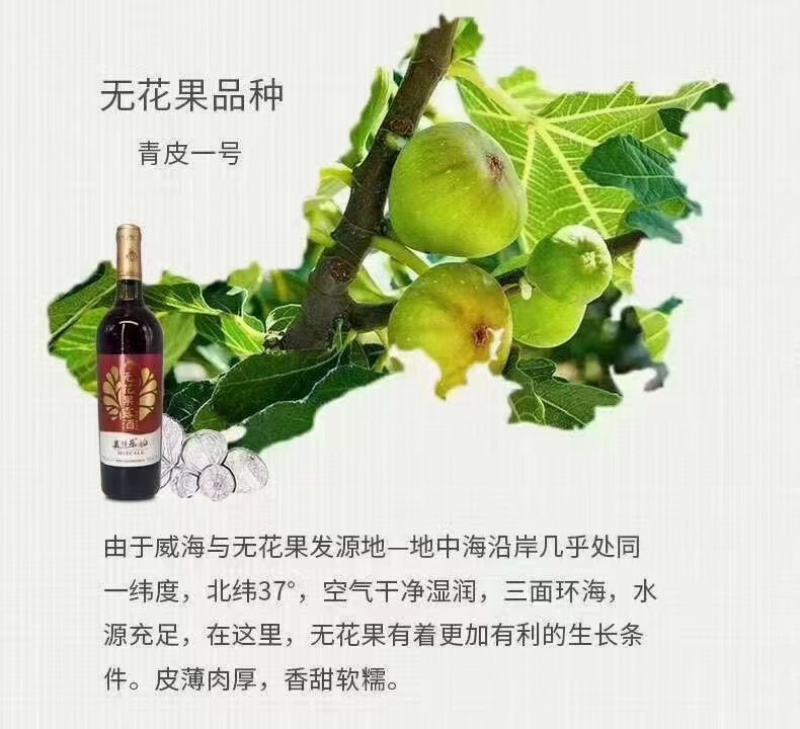 威海无花果酒，30一瓶