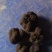 贵州毕节大方黑松露